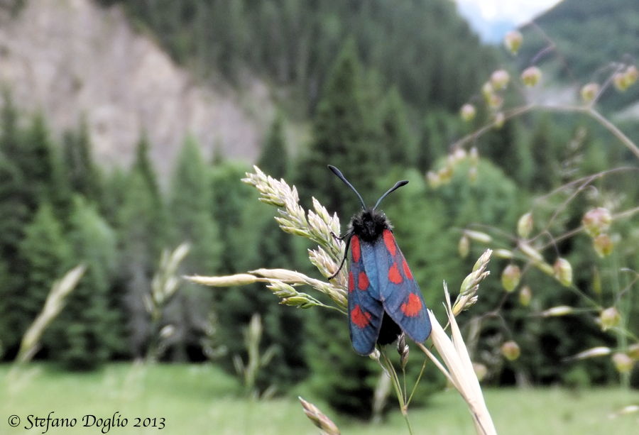 Zygaena filipendulae?